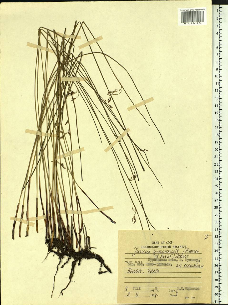 Juncus fauriei H. Lév. & Vaniot, Siberia, Russian Far East (S6) (Russia)