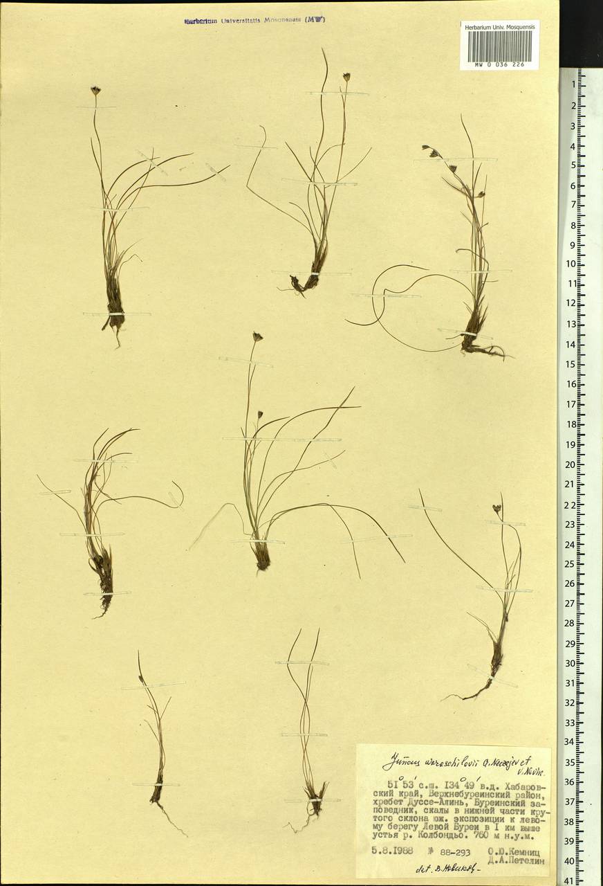 Juncus potaninii subsp. woroschilovii (A. A. Neczajev & V. Novik.) V. Novik., Siberia, Russian Far East (S6) (Russia)