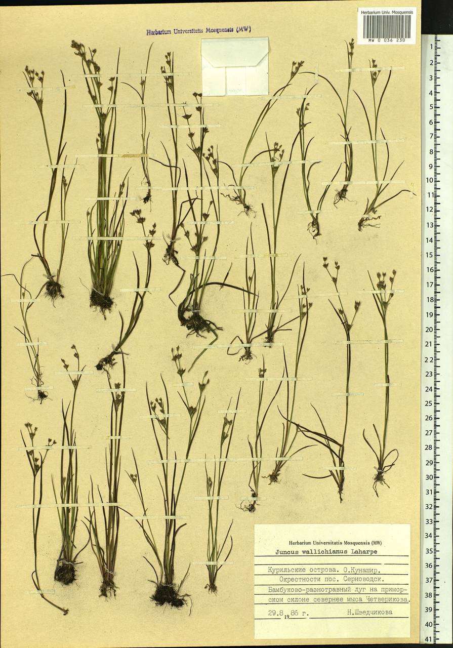 Juncus wallichianus J.Gay ex Laharpe, Siberia, Russian Far East (S6) (Russia)