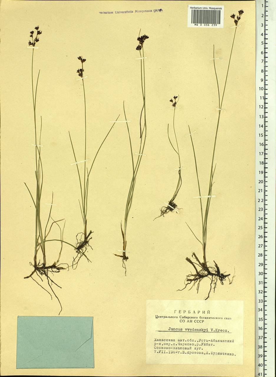 Juncus persicus subsp. libanoticus (Thiébaut) Novikov & Snogerup, Siberia, Altai & Sayany Mountains (S2) (Russia)