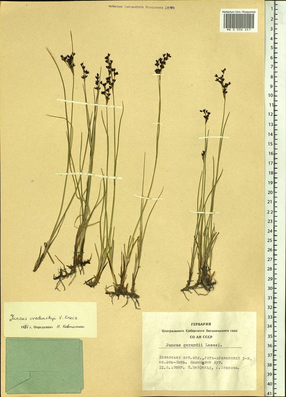 Juncus persicus subsp. libanoticus (Thiébaut) Novikov & Snogerup, Siberia, Altai & Sayany Mountains (S2) (Russia)