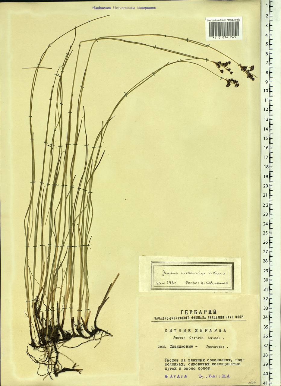 Juncus persicus subsp. libanoticus (Thiébaut) Novikov & Snogerup, Siberia, Western Siberia (S1) (Russia)