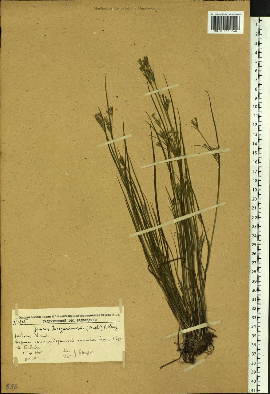 Juncus articulatus subsp. limosus (Worosch.) Worosch., Siberia, Russian Far East (S6) (Russia)