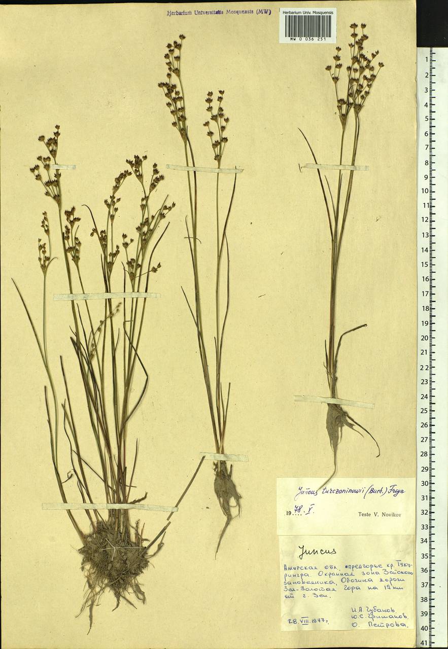 Juncus articulatus subsp. limosus (Worosch.) Worosch., Siberia, Russian Far East (S6) (Russia)