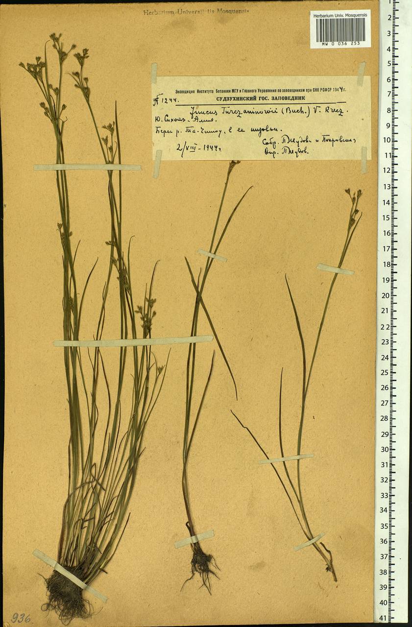 Juncus articulatus subsp. limosus (Worosch.) Worosch., Siberia, Russian Far East (S6) (Russia)