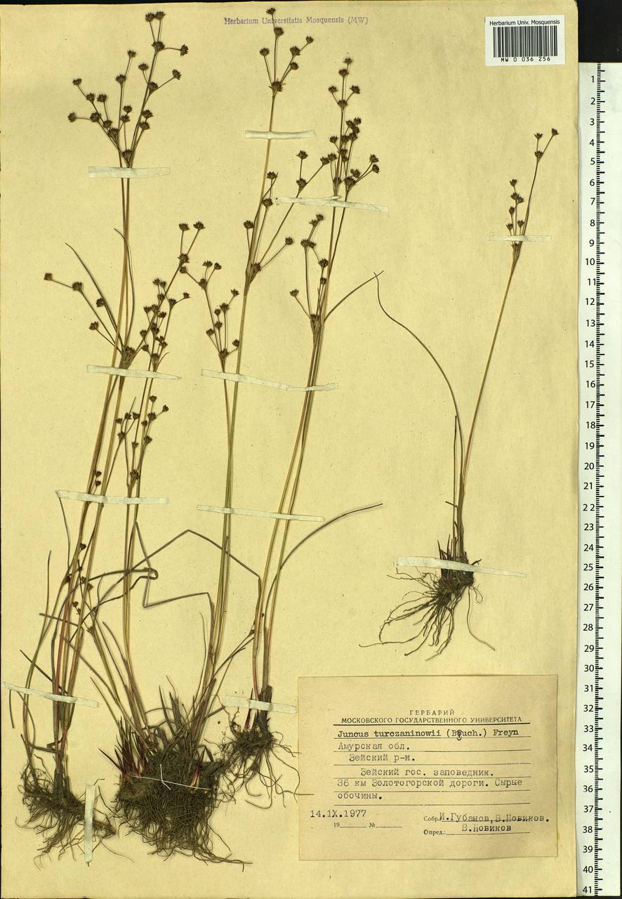 Juncus articulatus subsp. limosus (Worosch.) Worosch., Siberia, Russian Far East (S6) (Russia)