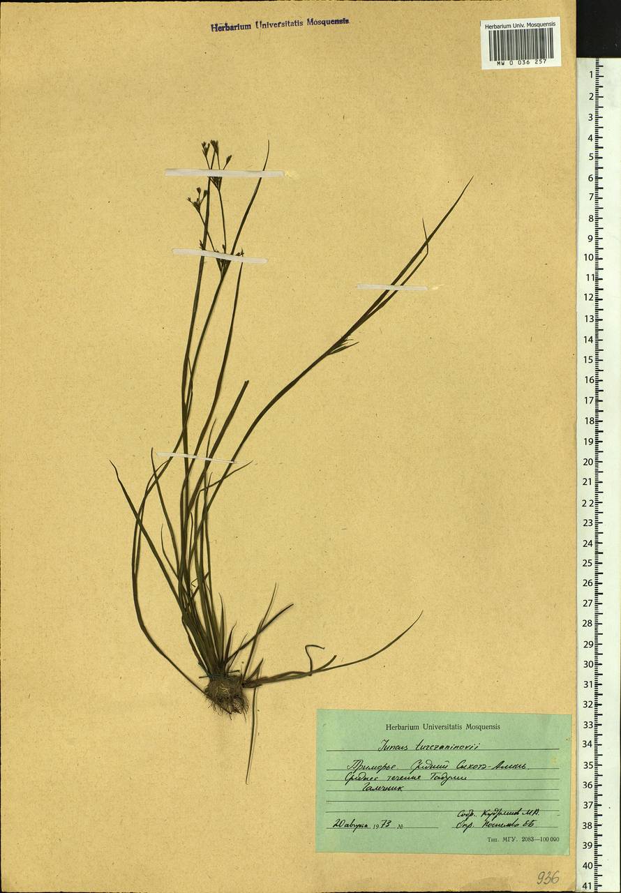 Juncus articulatus subsp. limosus (Vorosch.) Vorosch., Siberia, Russian Far East (S6) (Russia)