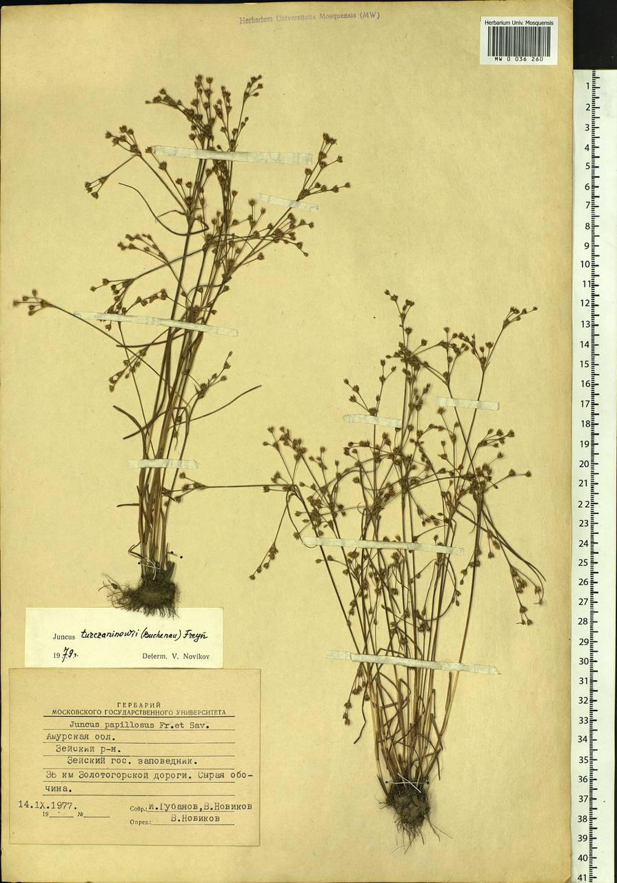 Juncus articulatus subsp. limosus (Worosch.) Worosch., Siberia, Russian Far East (S6) (Russia)