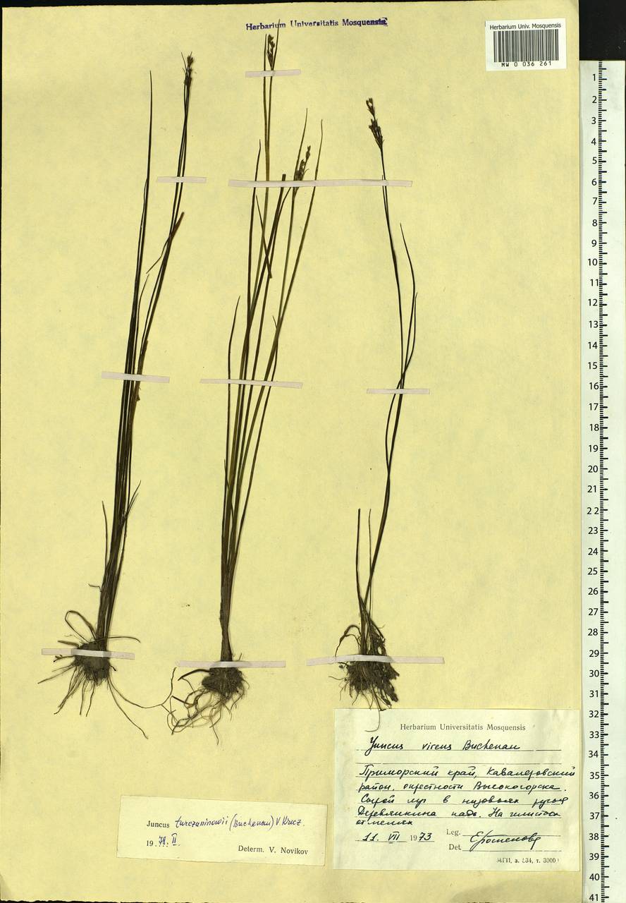 Juncus articulatus subsp. limosus (Worosch.) Worosch., Siberia, Russian Far East (S6) (Russia)