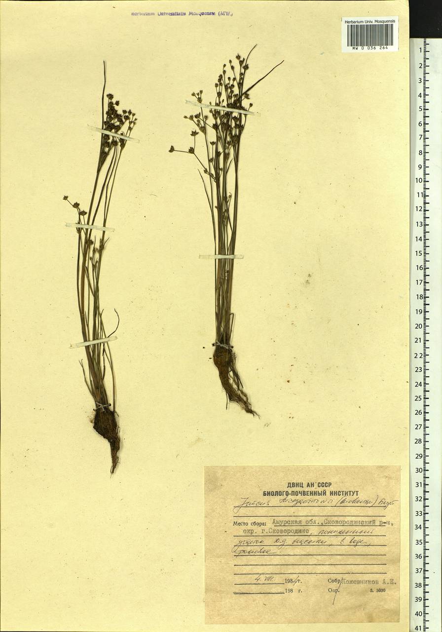Juncus articulatus subsp. limosus (Worosch.) Worosch., Siberia, Russian Far East (S6) (Russia)