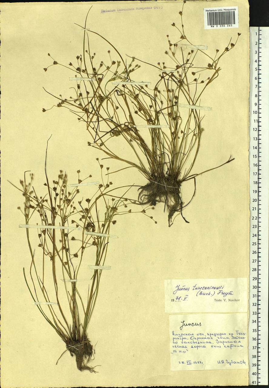 Juncus articulatus subsp. limosus (Worosch.) Worosch., Siberia, Russian Far East (S6) (Russia)