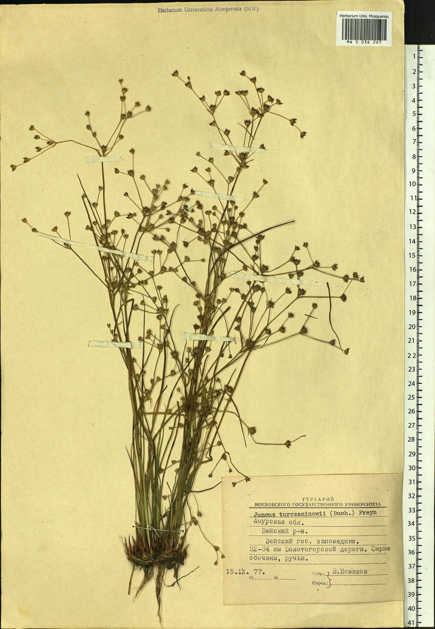 Juncus articulatus subsp. limosus (Worosch.) Worosch., Siberia, Russian Far East (S6) (Russia)