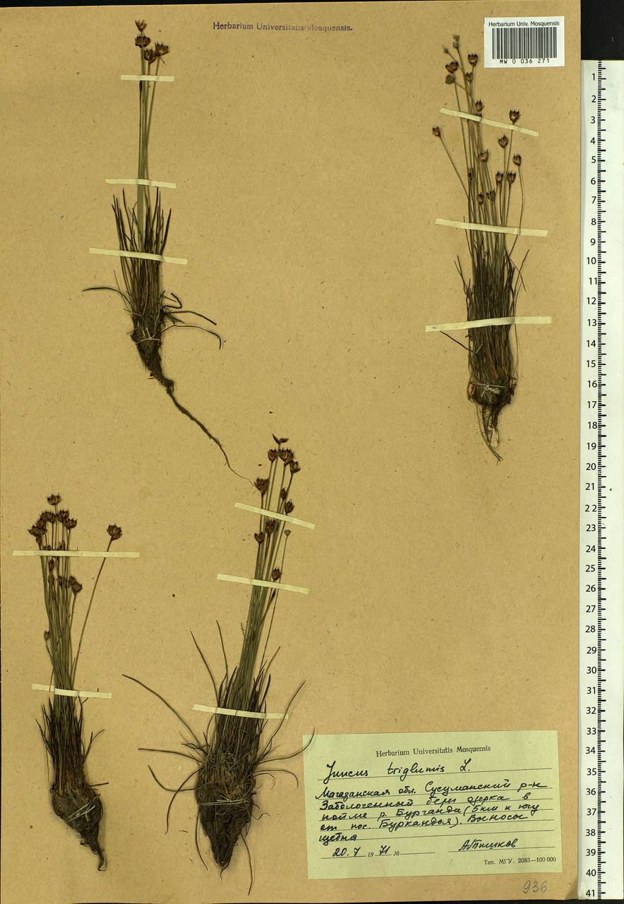 Juncus triglumis L., Siberia, Chukotka & Kamchatka (S7) (Russia)