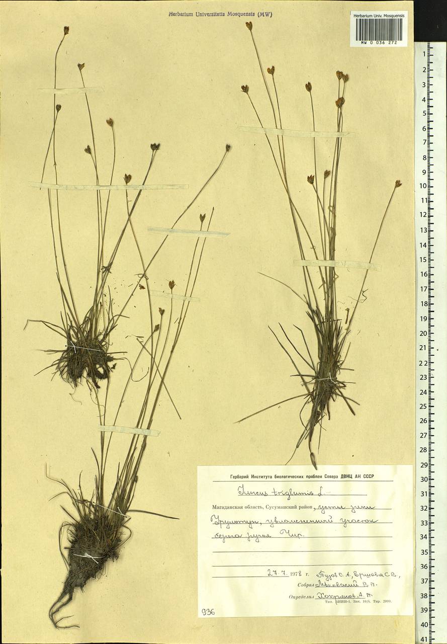 Juncus triglumis L., Siberia, Chukotka & Kamchatka (S7) (Russia)