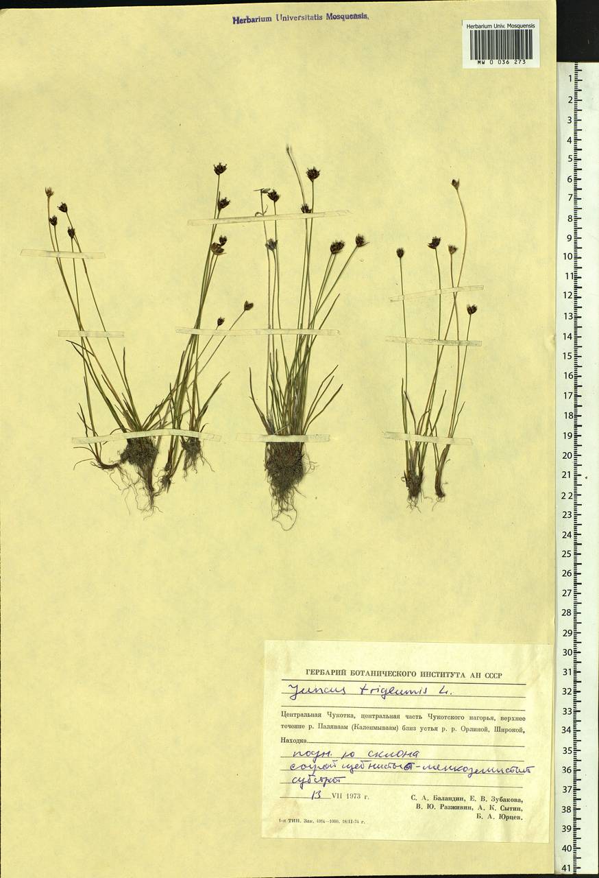 Juncus triglumis L., Siberia, Chukotka & Kamchatka (S7) (Russia)