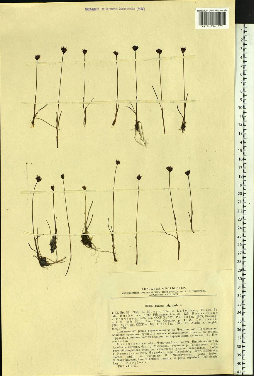 Juncus triglumis L., Siberia, Chukotka & Kamchatka (S7) (Russia)