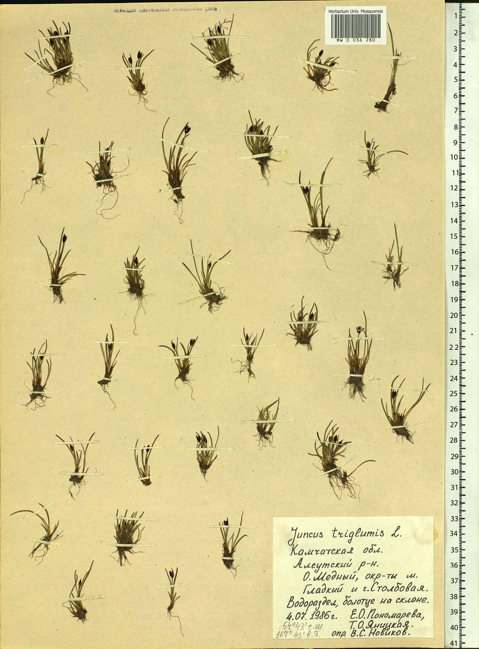 Juncus triglumis L., Siberia, Chukotka & Kamchatka (S7) (Russia)