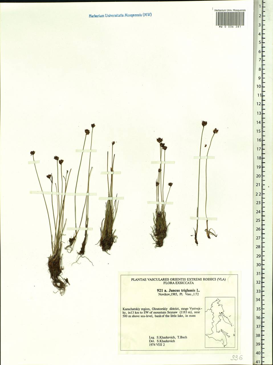 Juncus triglumis L., Siberia, Chukotka & Kamchatka (S7) (Russia)