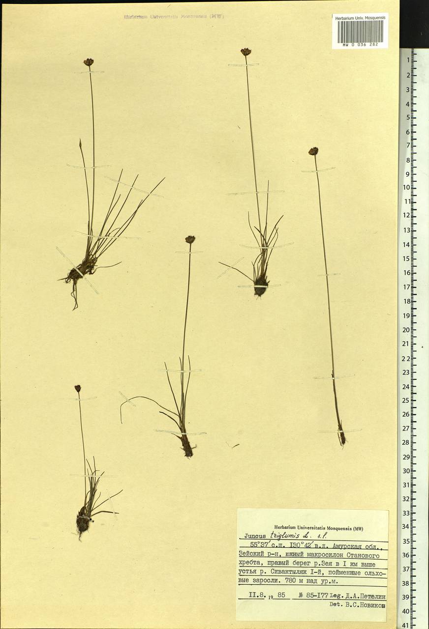 Juncus triglumis L., Siberia, Russian Far East (S6) (Russia)