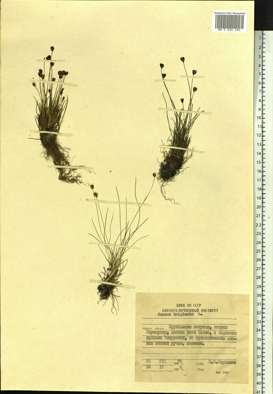 Juncus triglumis L., Siberia, Russian Far East (S6) (Russia)