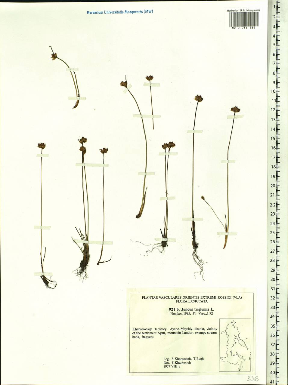 Juncus triglumis L., Siberia, Russian Far East (S6) (Russia)