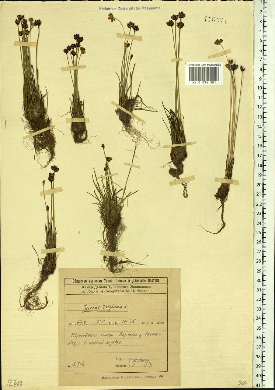 Juncus triglumis L., Siberia, Baikal & Transbaikal region (S4) (Russia)