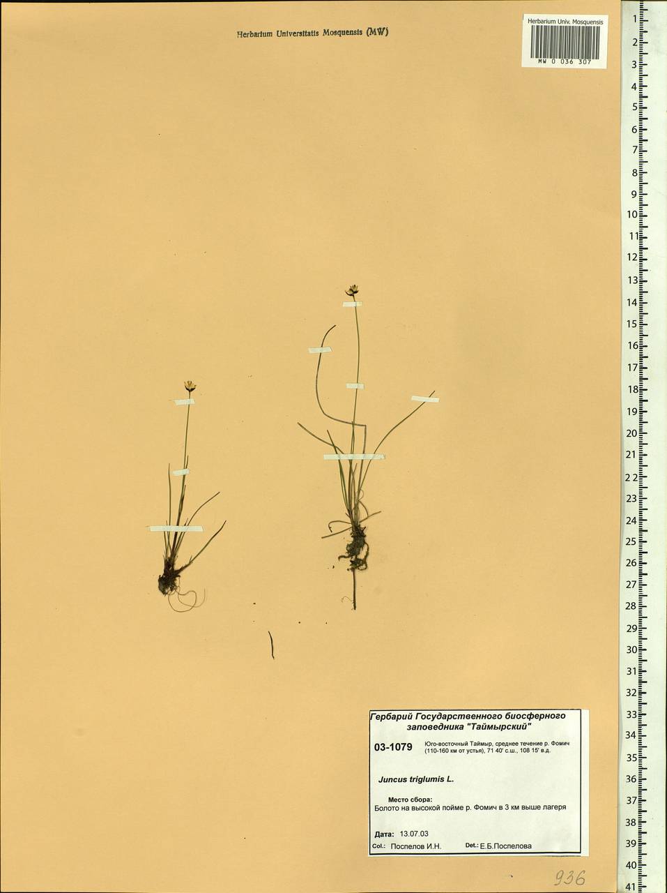 Juncus triglumis L., Siberia, Central Siberia (S3) (Russia)