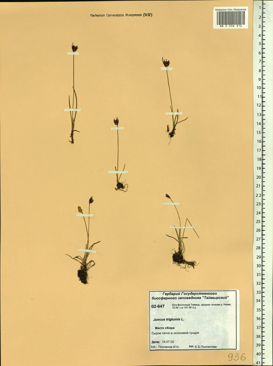 Juncus triglumis L., Siberia, Central Siberia (S3) (Russia)