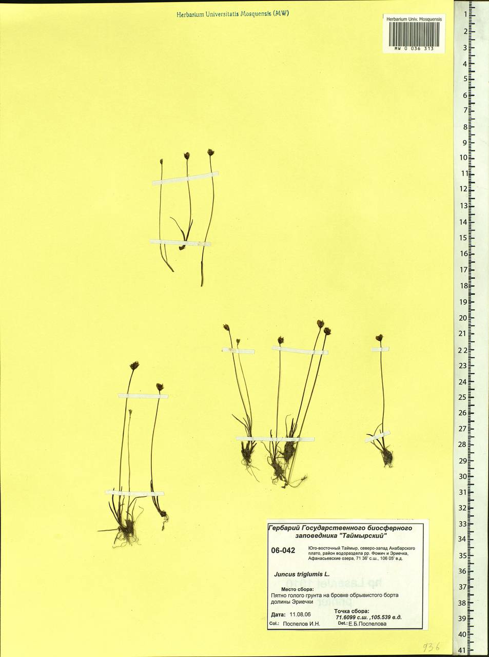 Juncus triglumis L., Siberia, Central Siberia (S3) (Russia)