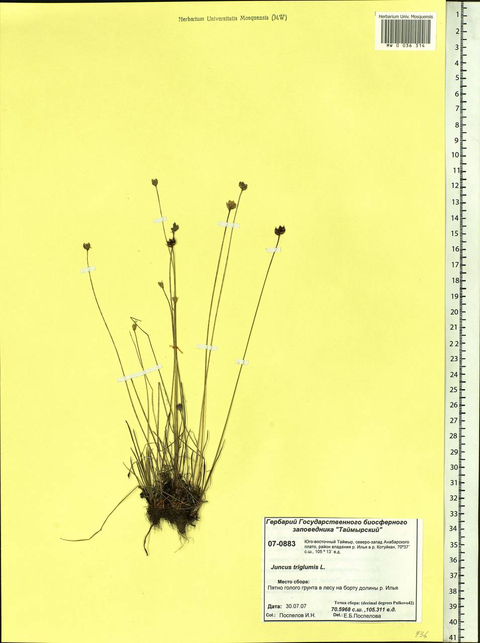 Juncus triglumis L., Siberia, Central Siberia (S3) (Russia)