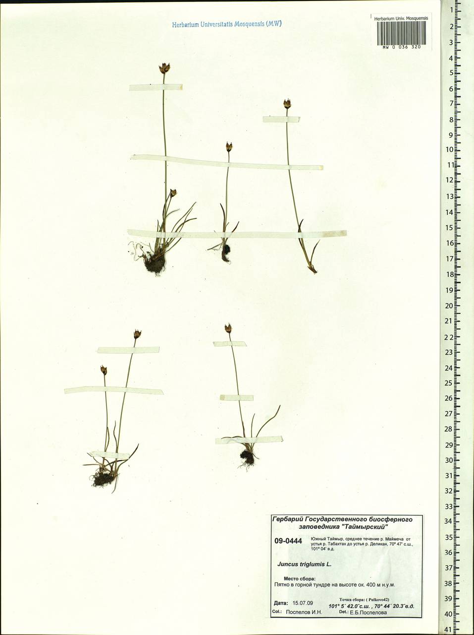 Juncus triglumis L., Siberia, Central Siberia (S3) (Russia)