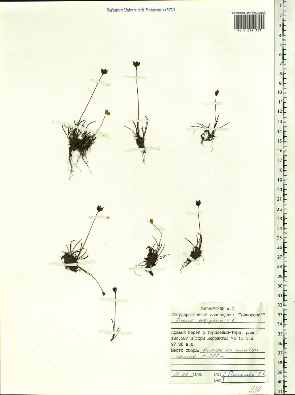 Juncus triglumis L., Siberia, Central Siberia (S3) (Russia)