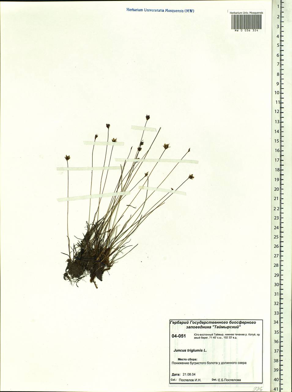 Juncus triglumis L., Siberia, Central Siberia (S3) (Russia)