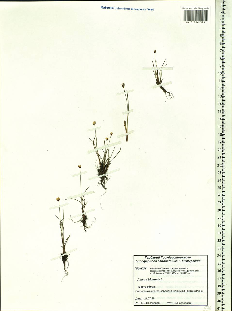 Juncus triglumis L., Siberia, Central Siberia (S3) (Russia)