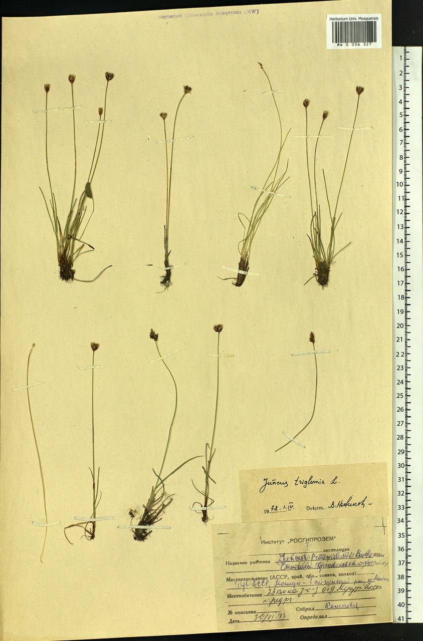 Juncus triglumis L., Siberia, Altai & Sayany Mountains (S2) (Russia)