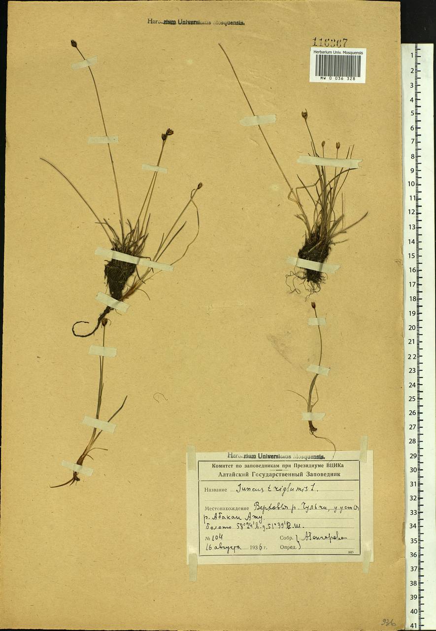 Juncus triglumis L., Siberia, Altai & Sayany Mountains (S2) (Russia)