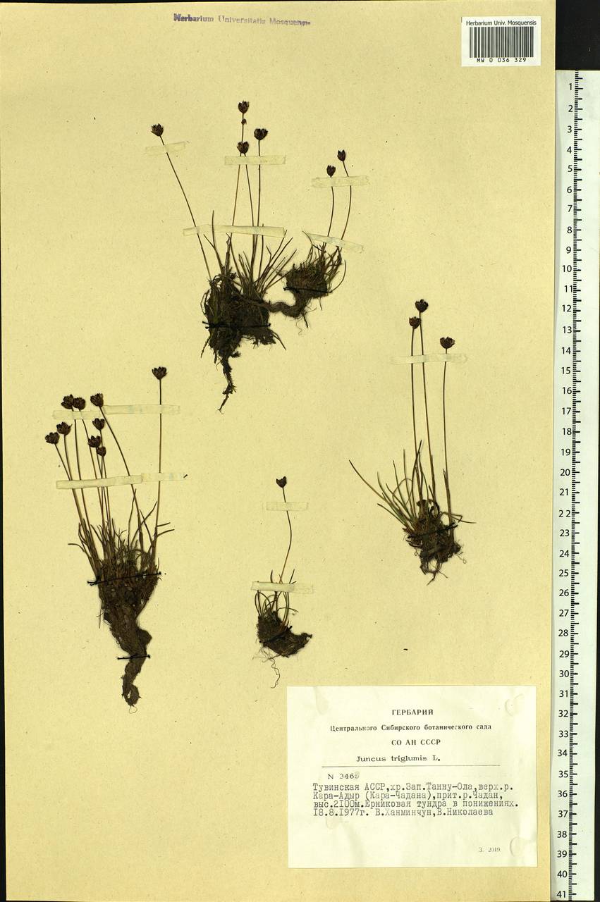 Juncus triglumis L., Siberia, Altai & Sayany Mountains (S2) (Russia)