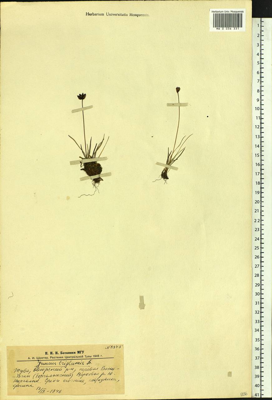 Juncus triglumis L., Siberia, Altai & Sayany Mountains (S2) (Russia)