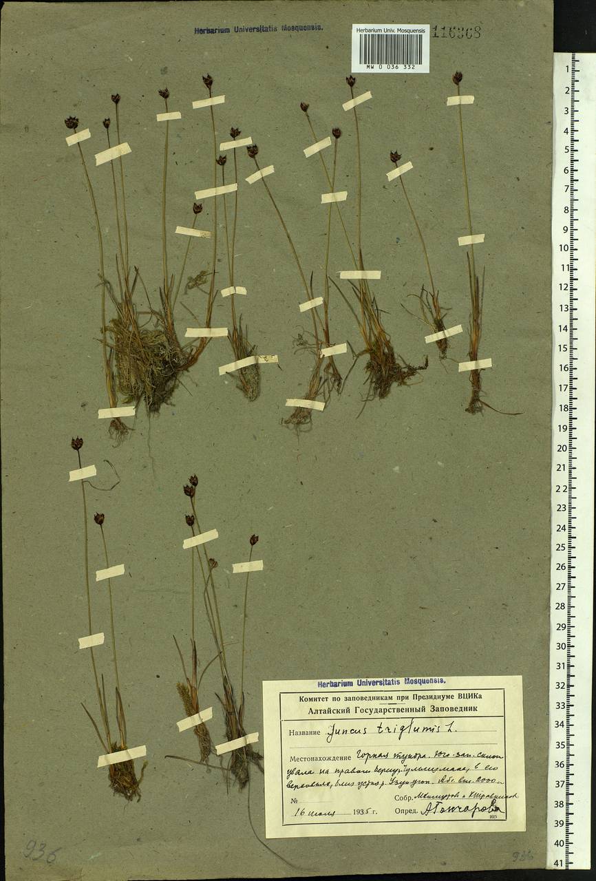 Juncus triglumis L., Siberia, Altai & Sayany Mountains (S2) (Russia)