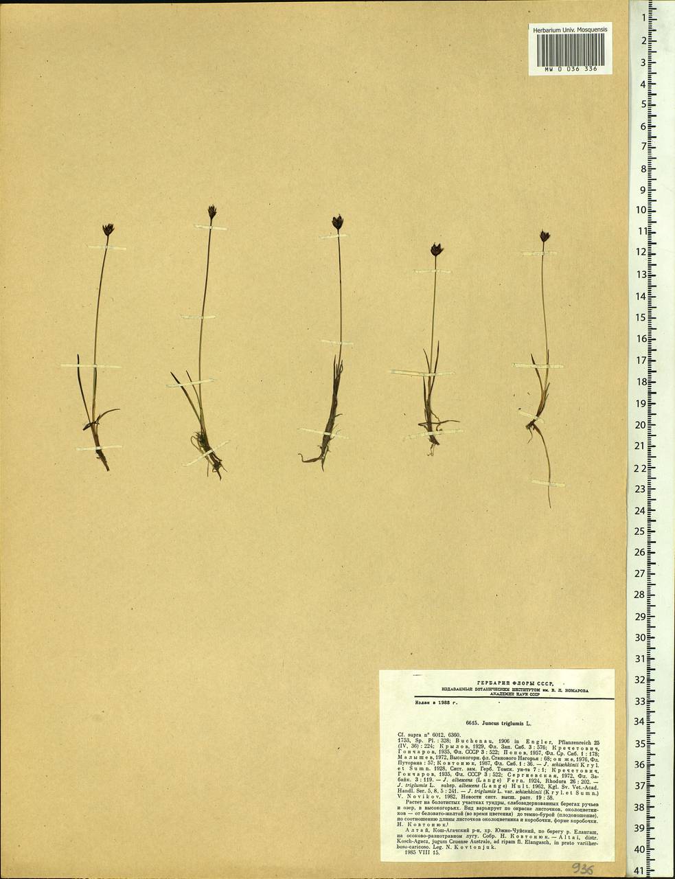 Juncus triglumis L., Siberia, Altai & Sayany Mountains (S2) (Russia)