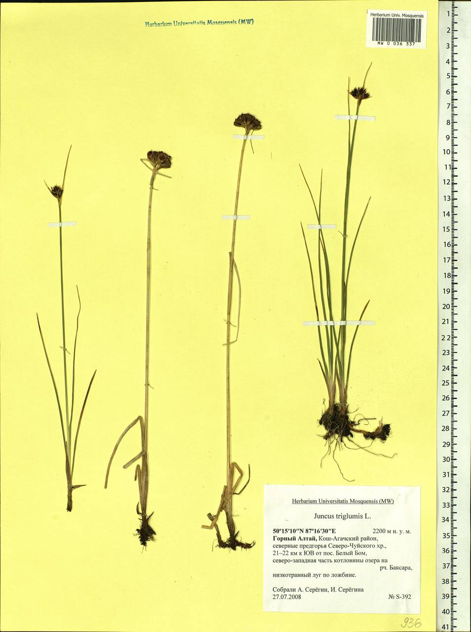 Juncus triglumis L., Siberia, Altai & Sayany Mountains (S2) (Russia)