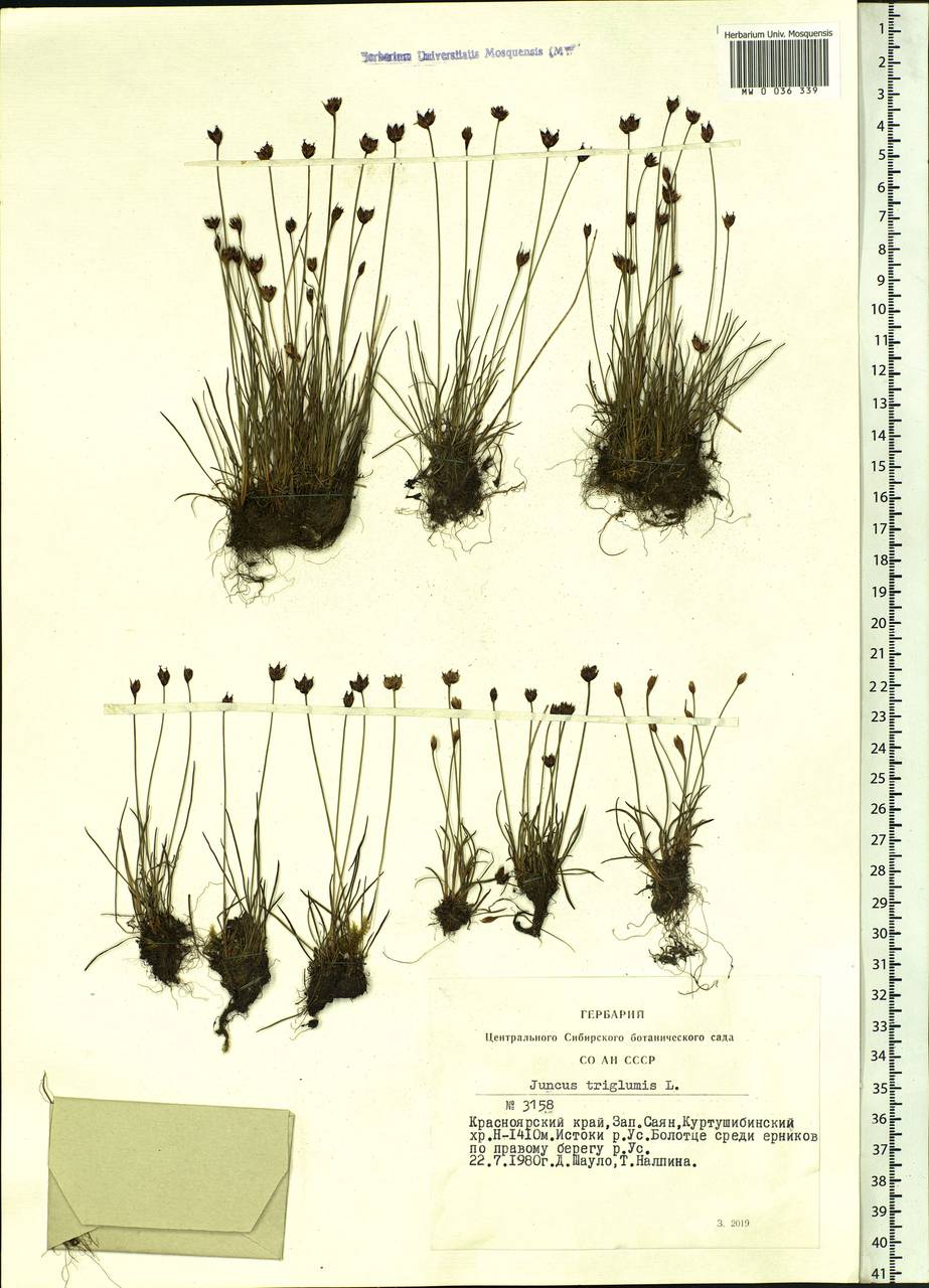 Juncus triglumis L., Siberia, Altai & Sayany Mountains (S2) (Russia)