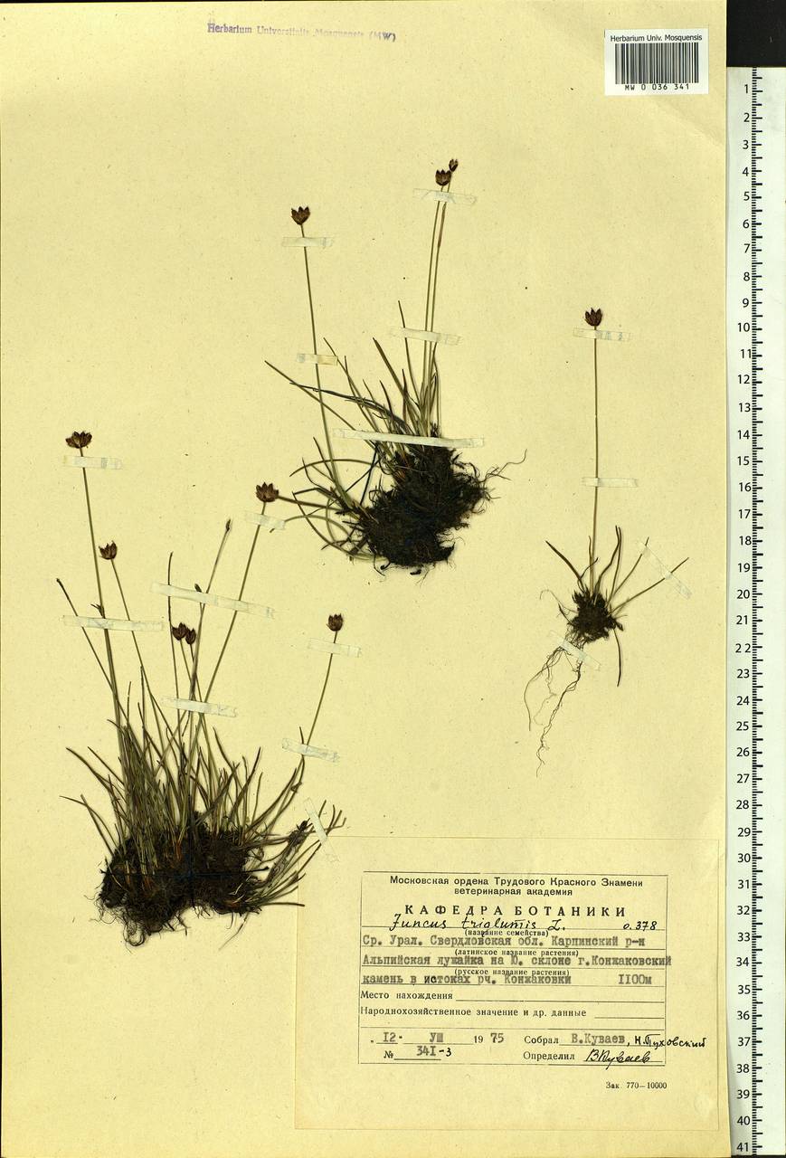 Juncus triglumis L., Eastern Europe, Eastern region (E10) (Russia)