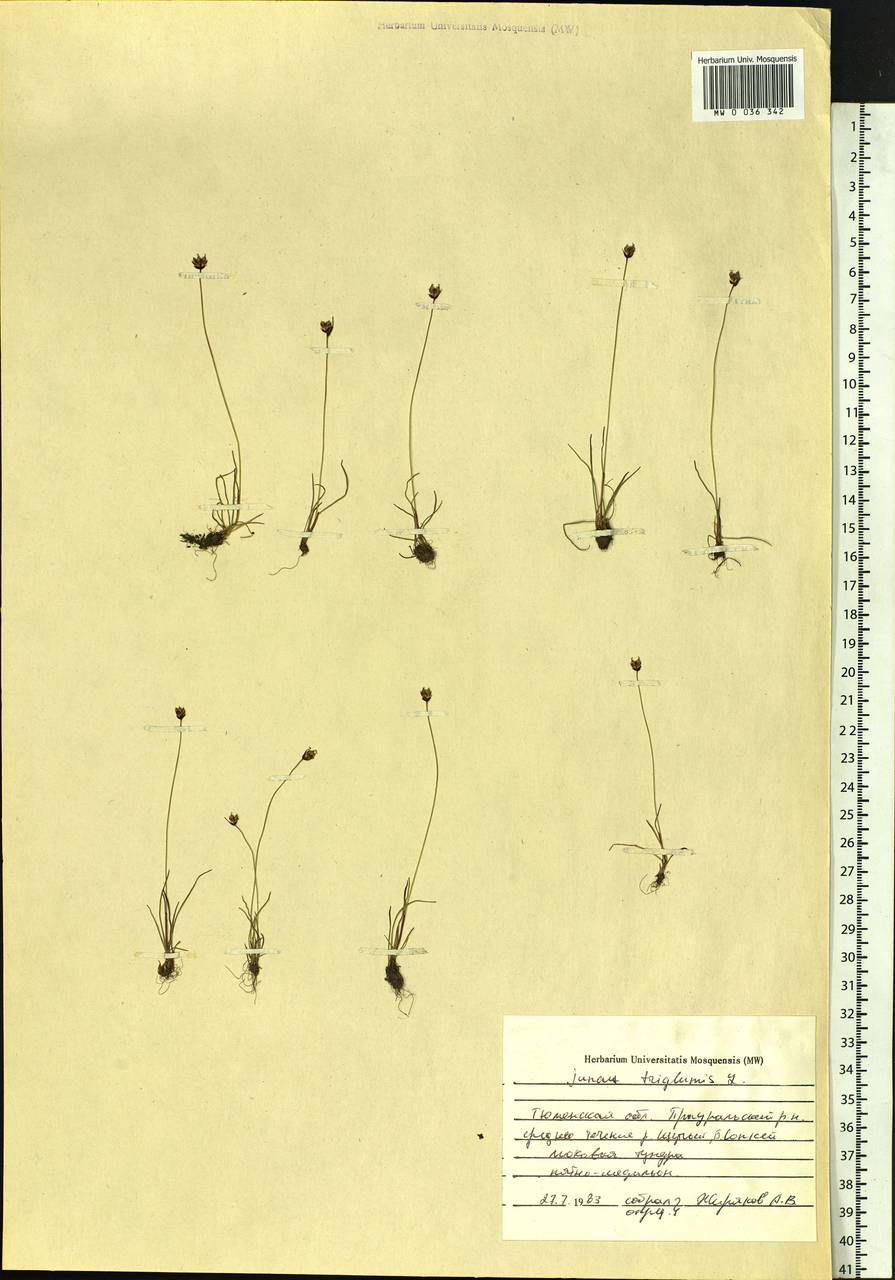 Juncus triglumis L., Siberia, Western Siberia (S1) (Russia)