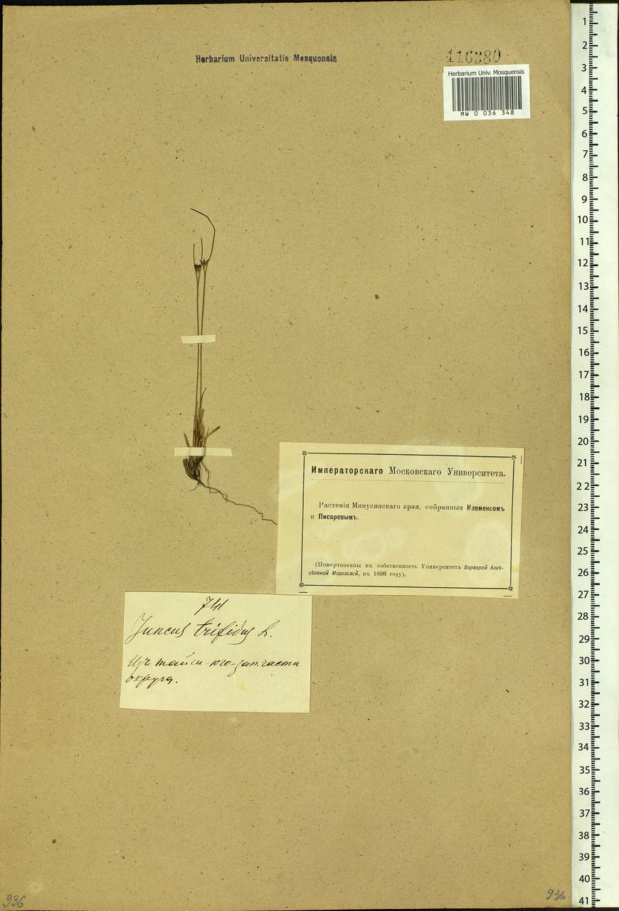 Oreojuncus trifidus (L.) Záv. Drábk. & Kirschner, Siberia, Altai & Sayany Mountains (S2) (Russia)