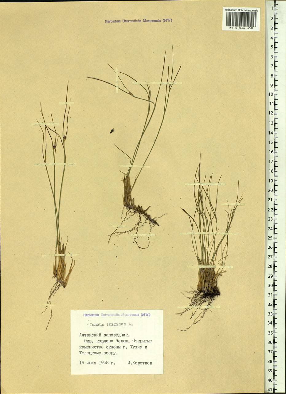 Oreojuncus trifidus (L.) Záv. Drábk. & Kirschner, Siberia, Altai & Sayany Mountains (S2) (Russia)