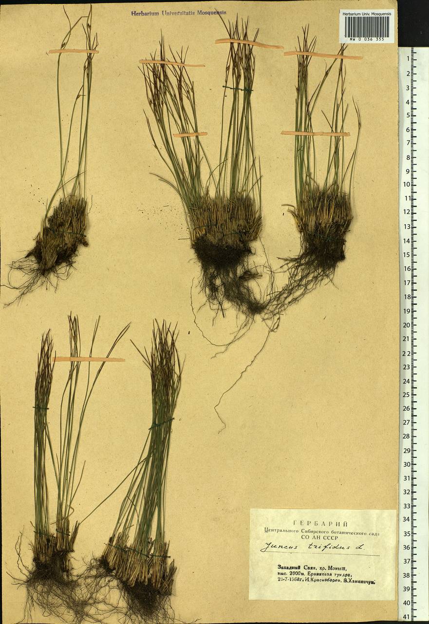 Oreojuncus trifidus (L.) Záv. Drábk. & Kirschner, Siberia, Altai & Sayany Mountains (S2) (Russia)