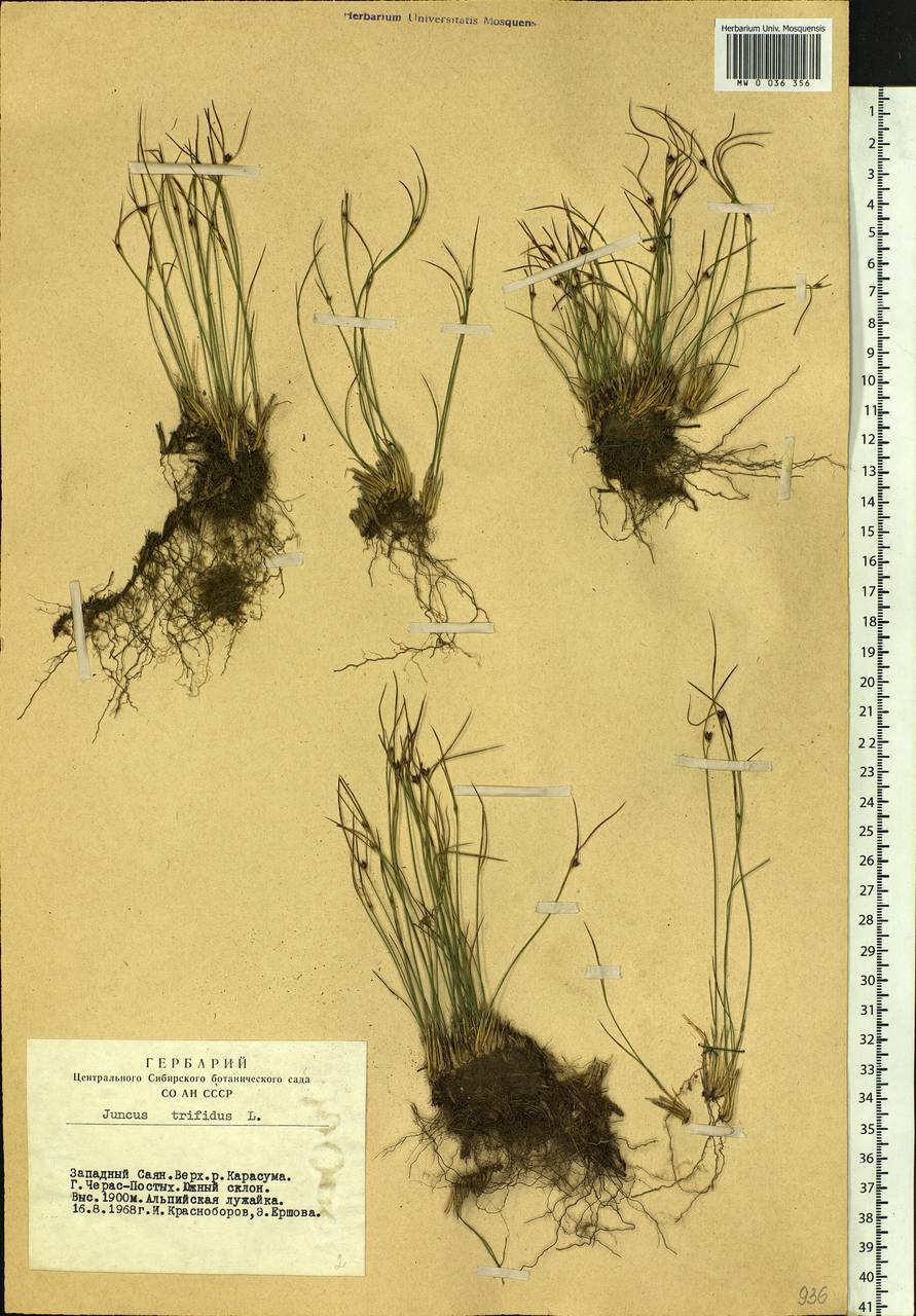 Oreojuncus trifidus (L.) Záv. Drábk. & Kirschner, Siberia, Altai & Sayany Mountains (S2) (Russia)