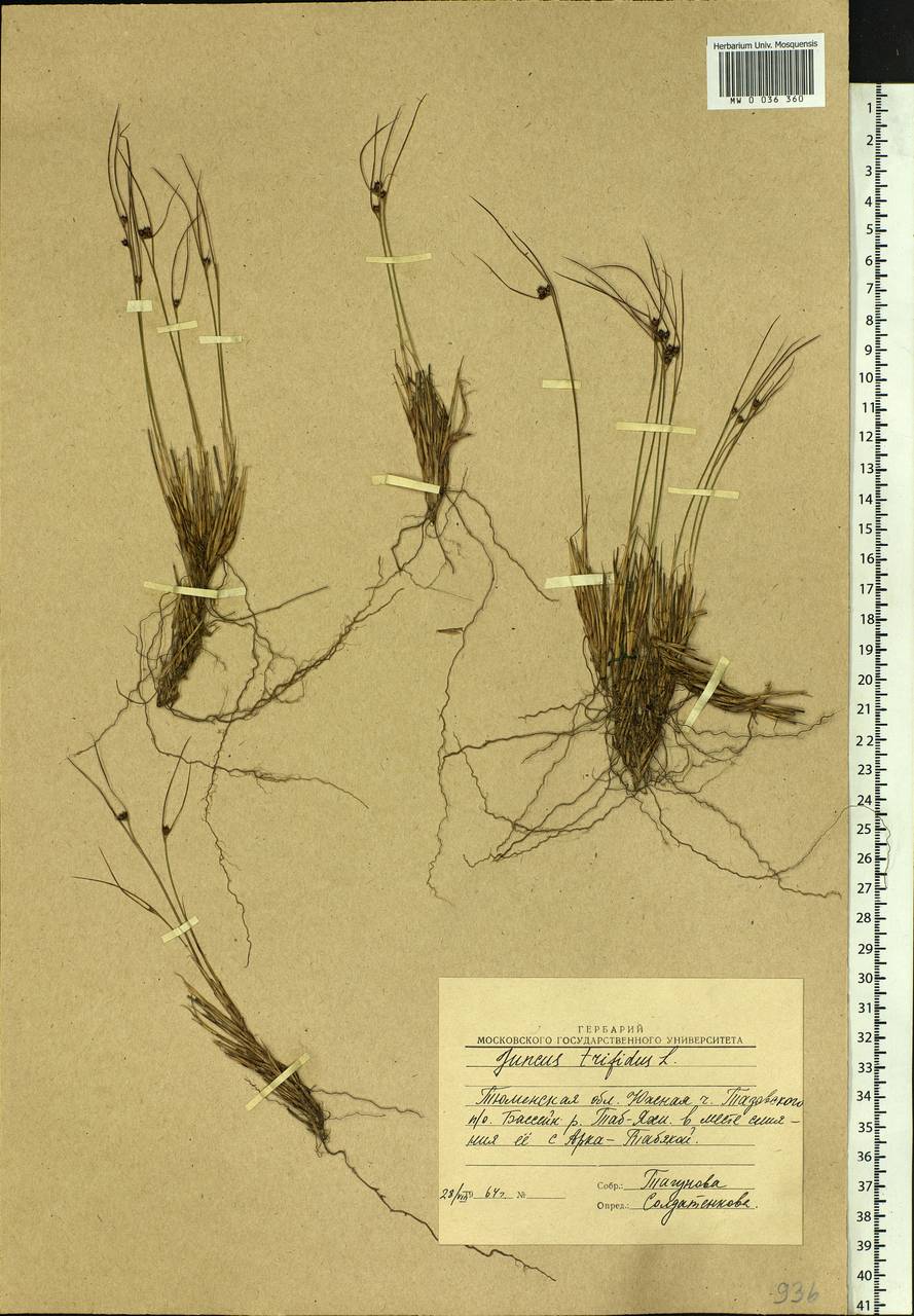 Oreojuncus trifidus (L.) Záv. Drábk. & Kirschner, Siberia, Western Siberia (S1) (Russia)