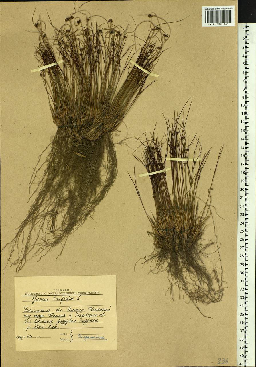 Oreojuncus trifidus (L.) Záv. Drábk. & Kirschner, Siberia, Western Siberia (S1) (Russia)